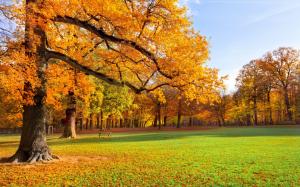Nature landscape, autumn, park, trees, grass, sunshine wallpaper thumb
