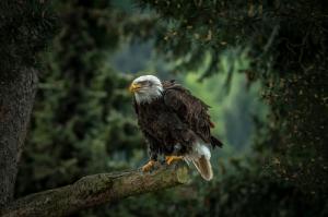 Bald eagle on tree wallpaper thumb