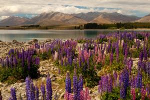 New Zealand Lake Mountains Delphinium Tekapo Nature wallpaper thumb