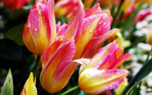 Close-up of tulips and dew wallpaper thumb