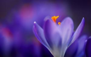 Flower Macro Blur Purple HD wallpaper thumb