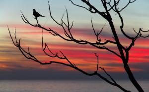Bird Tree Silhouette Sunset HD wallpaper thumb