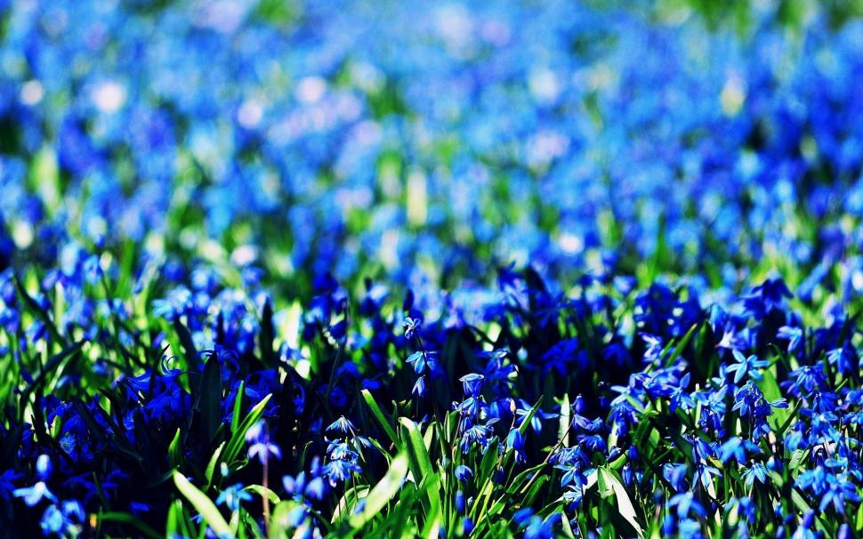 Flowers Blue Field Spring wallpaper,flowers HD wallpaper,blue HD wallpaper,field HD wallpaper,spring HD wallpaper,1920x1200 wallpaper