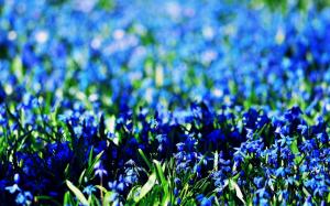 Flowers Blue Field Spring wallpaper thumb