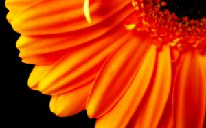 Flower with Orange Petals wallpaper thumb