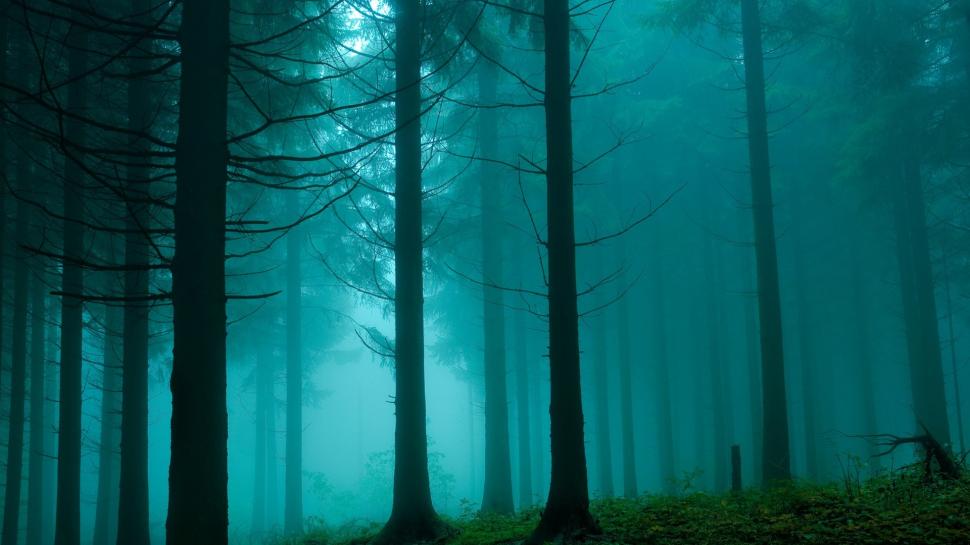 Forest, Trees, Mist wallpaper,forest HD wallpaper,trees HD wallpaper,mist HD wallpaper,1920x1080 wallpaper