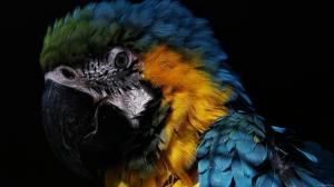 Parrot Bird HD wallpaper thumb