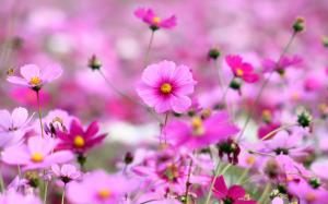 Kosmeya flowers, pink, bokeh wallpaper thumb