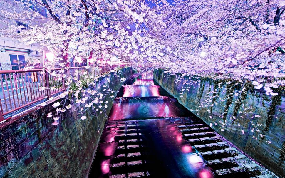 Tokyo wallpaper, Tokyo   HD wallpaper,Wallpaper HD wallpaper,blossom HD wallpaper,Cherry HD wallpaper,1920x1200 HD wallpaper,4KPICS HD wallpaper,2880x1800 wallpaper