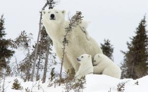 Happy Polar Bear Family wallpaper thumb