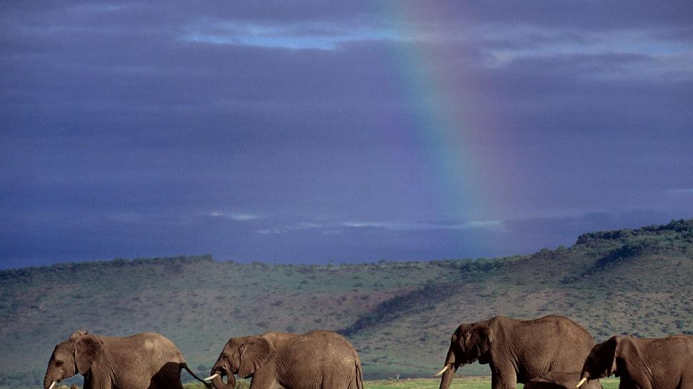 Rainbow Elephants HD wallpaper,animals HD wallpaper,rainbow HD wallpaper,elephants HD wallpaper,1920x1080 wallpaper