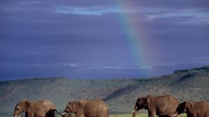 Rainbow Elephants HD wallpaper thumb