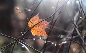 Leaf Autumn Water Drops HD wallpaper thumb
