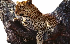 Leopard in the tree wallpaper thumb