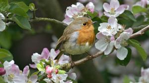 Small bird on the blossoming tree wallpaper thumb