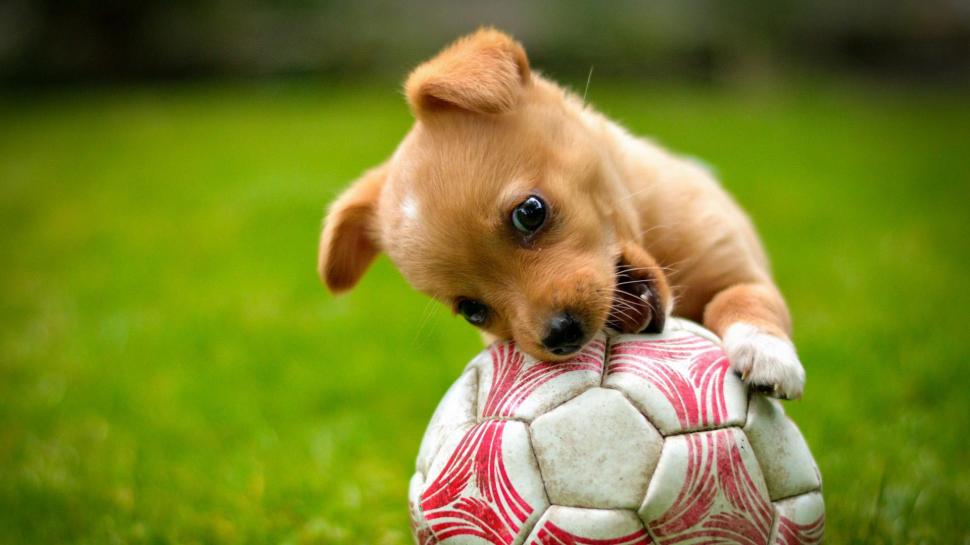 Sample say I will not play is not to give you some color to see see, green lawns, puppy, soccer, play, cute animal wallpaper,sample say i will not play is to give you some color see HD wallpaper,green lawns HD wallpaper,puppy HD wallpaper,soccer HD wallpaper,1920x1080 wallpaper