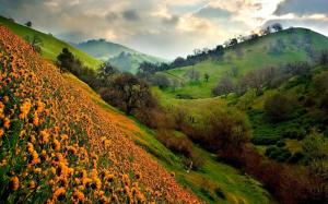 Green hills and orange flowers wallpaper thumb