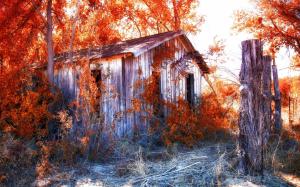 Shed Abandon Deserted Overgrowth Autumn Urban Decay HD wallpaper thumb