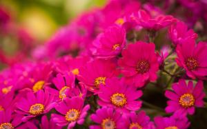 Many bright pink chrysanthemum wallpaper thumb