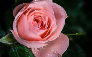 Pink rose flower, dew, close-up wallpaper thumb