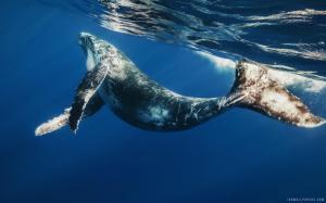 Underwater Ocean Whales wallpaper thumb