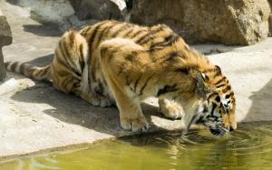 Thirsty Tiger wallpaper thumb