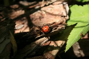 Nature, Ladybugs, Insect, Leaves, Bokeh, Animals wallpaper thumb