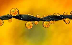 Dew, water drops reflection, flowers, leaf wallpaper thumb