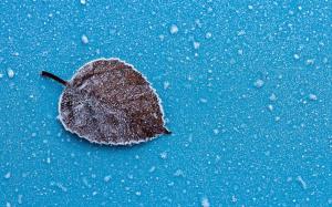 Dry leaf, frost, ice, blue background wallpaper thumb