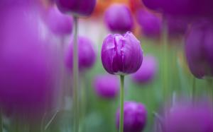 Purple Tulips HD wallpaper thumb