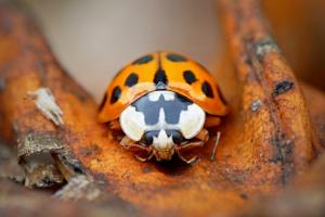 Ladybug wallpaper thumb