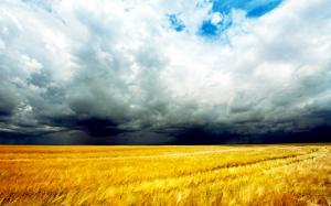 Golden wheat fields, clouds sky, storm coming wallpaper thumb