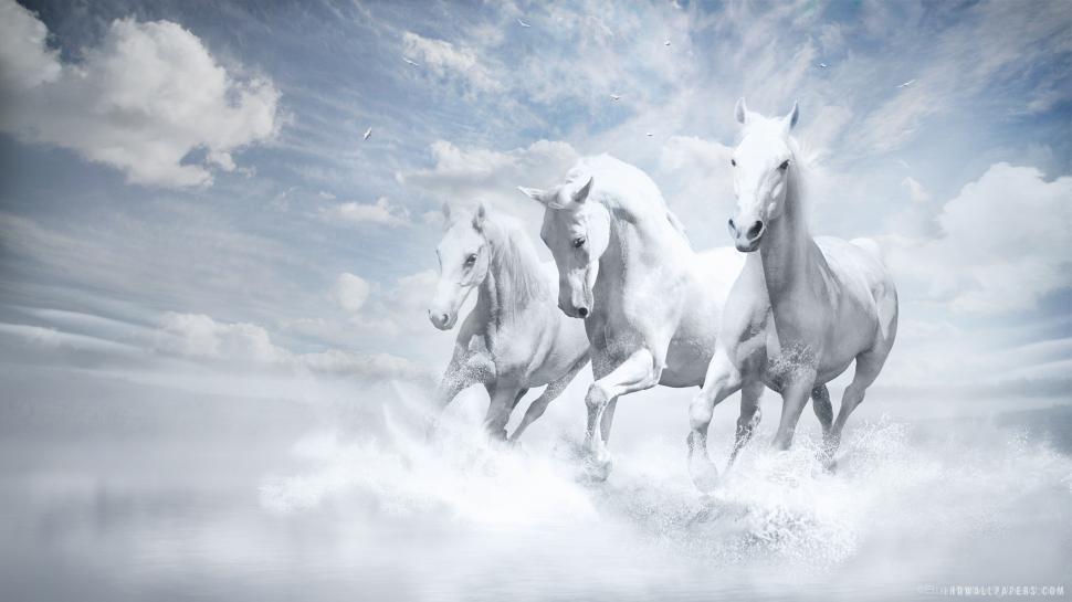 White Horses Running wallpaper,running HD wallpaper,horses HD wallpaper,white HD wallpaper,2560x1440 wallpaper