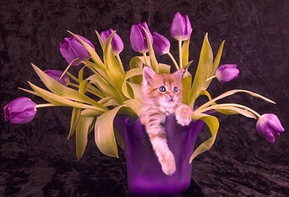 Cute Kitty Purple Tulips wallpaper,cats HD wallpaper,animals HD wallpaper,purple HD wallpaper,tulips HD wallpaper,cute HD wallpaper,flowers HD wallpaper,2398x1639 wallpaper