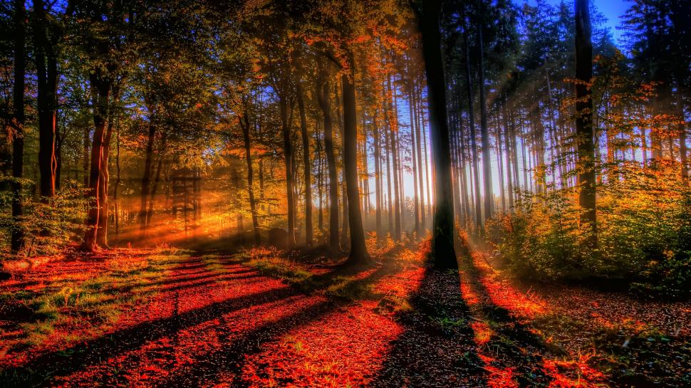 HDR Sunlight Forest Trees HD wallpaper,nature HD wallpaper,trees HD wallpaper,sunlight HD wallpaper,forest HD wallpaper,hdr HD wallpaper,2560x1440 wallpaper