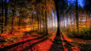 HDR Sunlight Forest Trees HD wallpaper thumb