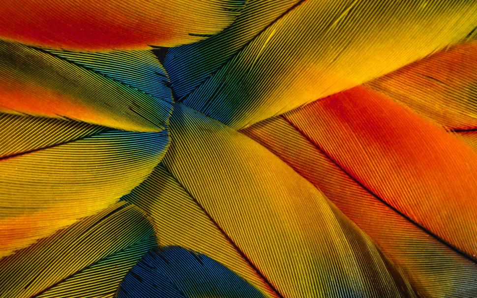 Colorful Feathers, Close Up, Photography wallpaper,colorful feathers HD wallpaper,close up HD wallpaper,1920x1200 wallpaper