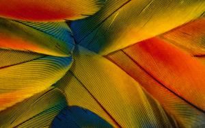 Colorful Feathers, Close Up, Photography wallpaper thumb