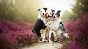 Border Collies Friends Dogs wallpaper thumb