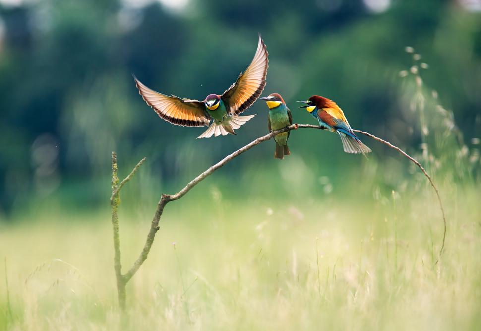 Nature, Landscape, Birds, Colorful Birds, Flying, Branch, Bee-Eaters, Bokeh, Animals wallpaper,nature wallpaper,landscape wallpaper,birds wallpaper,colorful birds wallpaper,flying wallpaper,branch wallpaper,bee-eaters wallpaper,bokeh wallpaper,animals wallpaper,1800x1238 wallpaper