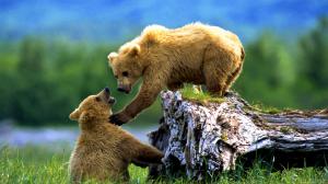 Brown Bears, Animals, wild animals, cubs, alaska, siberia wallpaper thumb