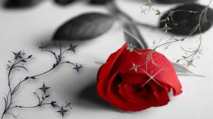 rose red flower photography Grey lonely valentine HD wallpaper thumb
