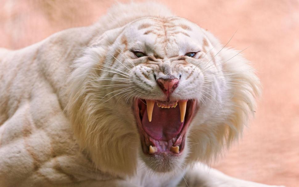 Angry White Tiger wallpaper,tiger HD wallpaper,white HD wallpaper,angry HD wallpaper,teeth HD wallpaper,animals HD wallpaper,2560x1600 wallpaper