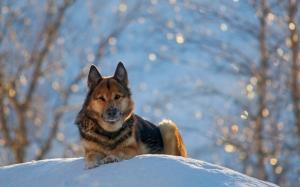 German shepherd dog, winter, snow wallpaper thumb