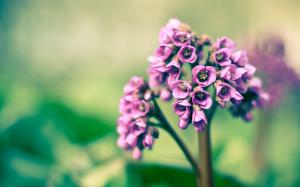 Spring, purple little flowers, macro photography wallpaper thumb