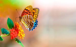 Colorful Butterfly , macro, bokeh, flowers wallpaper thumb