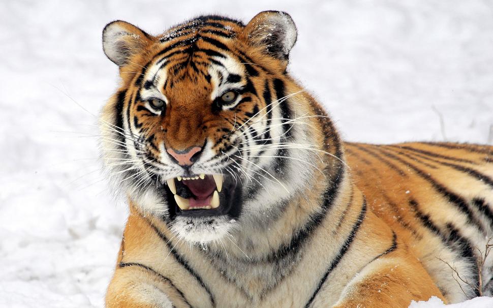 Wild Tiger Predator wallpaper,tiger HD wallpaper,wild HD wallpaper,predator HD wallpaper,2560x1600 wallpaper