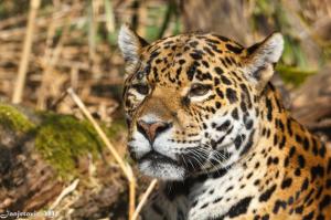 Jaguar Wild Cat Muzzle Desktop wallpaper thumb