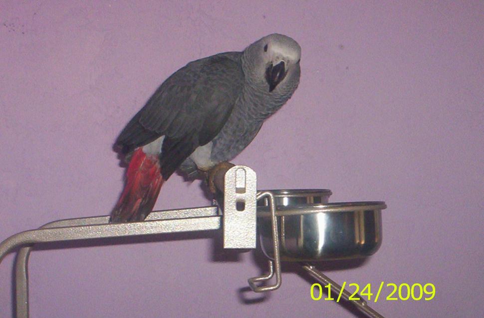 Congo African Grey Parrot wallpaper,individual owned HD wallpaper,animals HD wallpaper,2080x1368 wallpaper