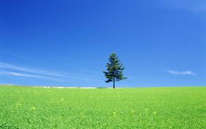 Lonely Tree On a Green Field wallpaper thumb